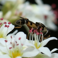 Syritta pipiens