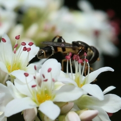 Syritta pipiens