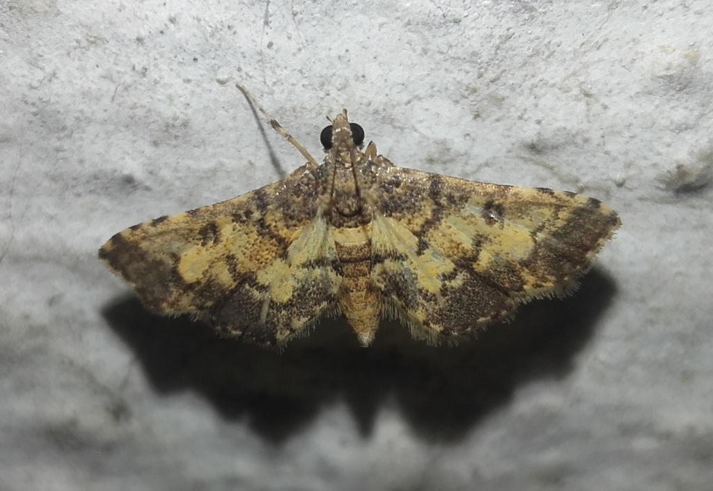 Lamprosema biformis