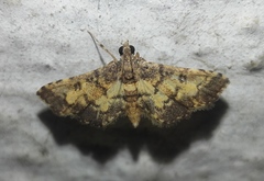 Lamprosema biformis