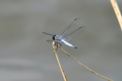 Deielia phaon