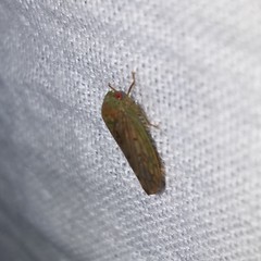 Polana