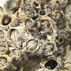 Collemopsidium sublitorale