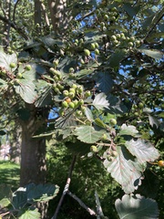 Scandosorbus