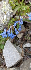 Corydalis cashmeriana