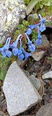 Corydalis cashmeriana