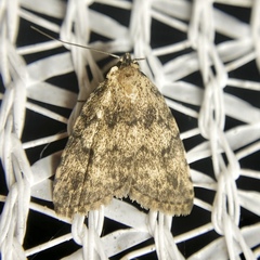 Tolpia conscitulana