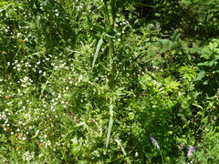 Media resource of Cirsium vulgare
