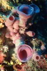 Haliclona mediterranea