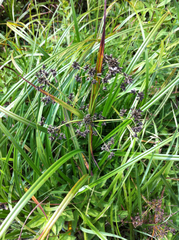 Scirpus hattorianus