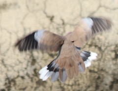 Streptopelia senegalensis