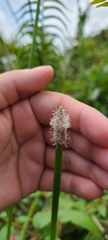 Eleocharis elegans
