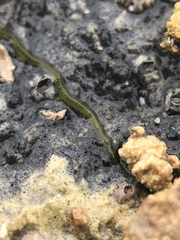 Eulalia clavigera