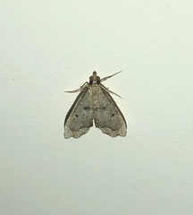 Diplopseustis perieresalis