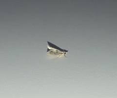 Diplopseustis perieresalis