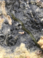 Eulalia clavigera