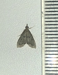 Diplopseustis perieresalis