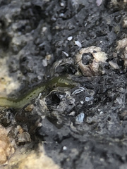 Eulalia clavigera