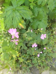 Geranium nodosum