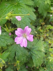 Geranium nodosum