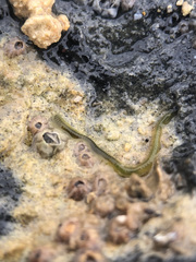 Eulalia clavigera