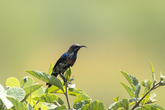 Cinnyris erythrocercus