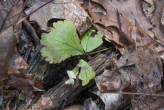 Waldsteinia fragarioides