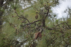 Pinus roxburghii