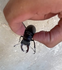 Lucanus
