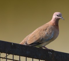 Streptopelia senegalensis