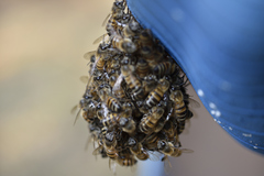 Apis mellifera scutellata