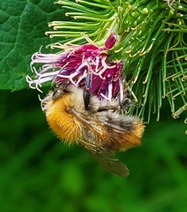 Bombus pascuorum
