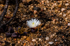 Delosperma subpetiolatum