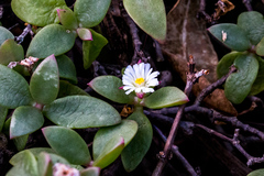 Delosperma tradescantioides