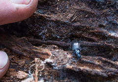 Platyninae
