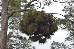 Pinus roxburghii