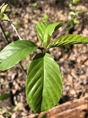 Rhamneae
