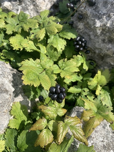 Baneberry (Actaea spicata)