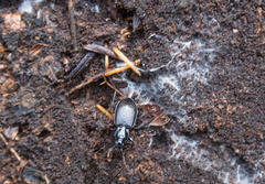 Platyninae