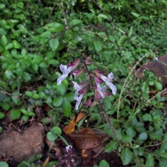 Orthosiphon thymiflorus