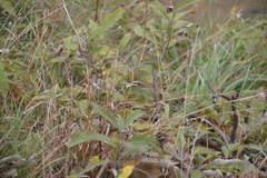 Olearia avicenniifolia