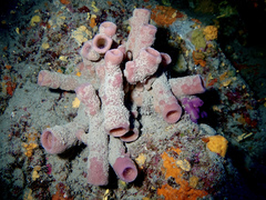 Haliclona mediterranea