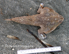 Ogcocephalus cubifrons