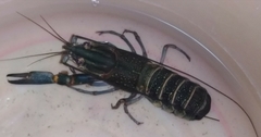 Cherax quadricarinatus