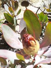 Protea recondita