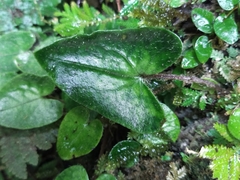 Asarum caudigerum