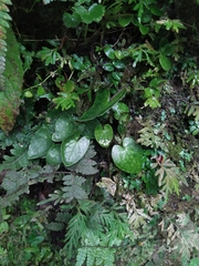 Asarum caudigerum