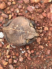 Sphaerotheca dobsonii