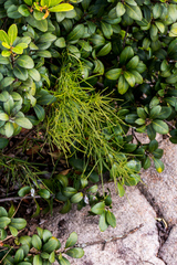 Maerua rosmarinoides