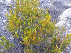 Erica parilis parilis